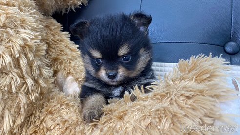 成約済の兵庫県のポメチワ:ポメラニアン×チワワ-314426の4枚目